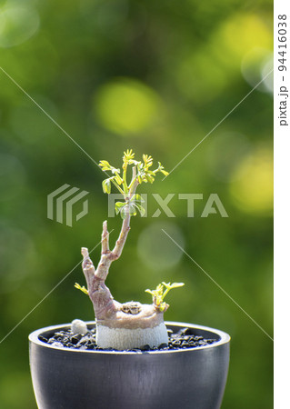 夏にすくすく成長する塊根植物アデアグラウカ 94416038