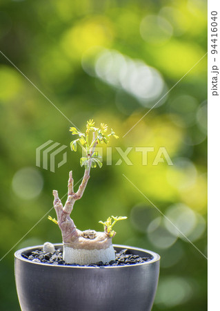 夏にすくすく成長する塊根植物アデアグラウカ 94416040