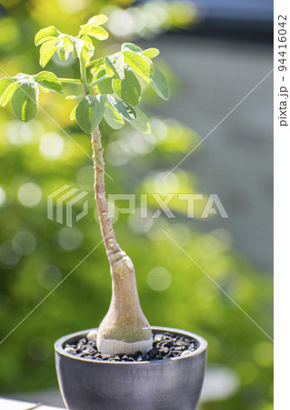 夏にすくすく成長する塊根植物アデアグラウカ 夏にすくすく成長する塊根植物アデアグラウカ 94416042