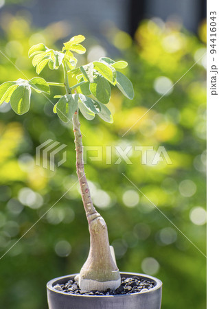 夏にすくすく成長する塊根植物アデアグラウカ 夏にすくすく成長する塊根植物アデアグラウカ 94416043