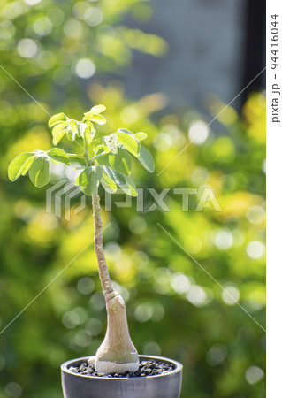 夏にすくすく成長する塊根植物アデアグラウカ 94416044