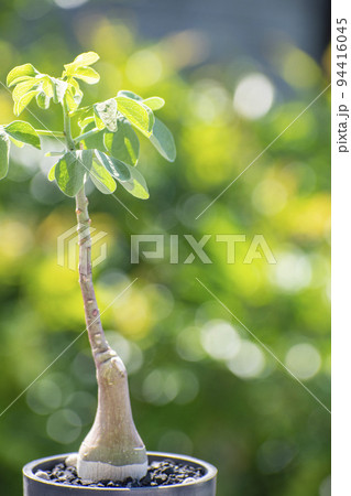 夏にすくすく成長する塊根植物アデアグラウカ 94416045