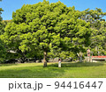 晴天の日に自然を感じるカップル 94416447