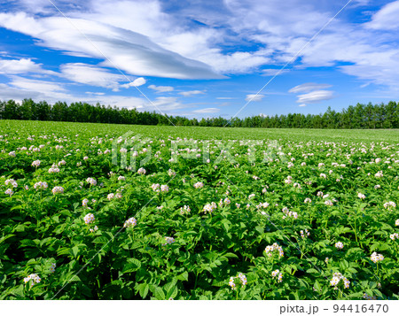 ジャガイモの花と十勝連峰の吊るし雲 94416470