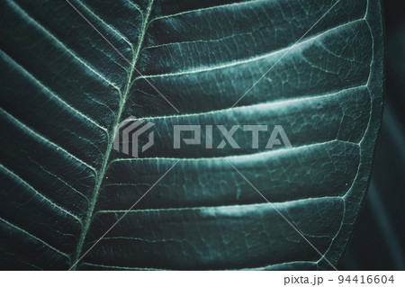 葉脈 植物背景 94416604