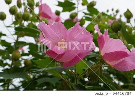 青空に向かって咲くフヨウ 青空に向かって咲くフヨウ 94416784