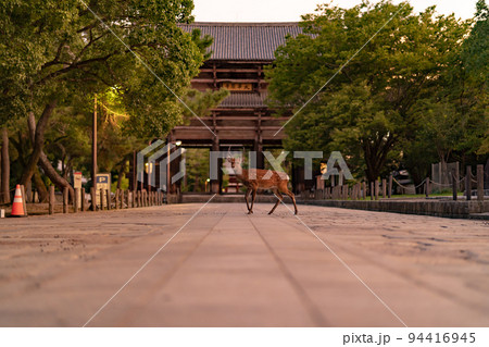 早朝の東大寺南大門と鹿 94416945