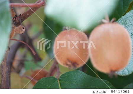 青空に向かって咲くフヨウ 青空に向かって咲くフヨウ 94417061