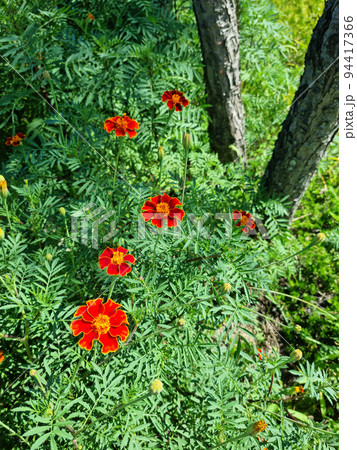 マリーゴールド 花 植物 94417366