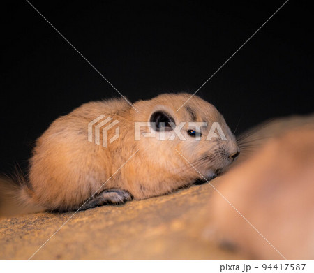 神戸どうぶつ王国 94417587