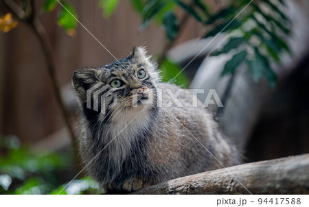 神戸どうぶつ王国 94417588