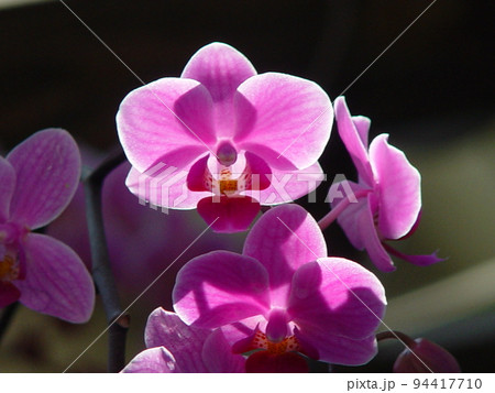 ピンク色の花が咲いています　蘭(12月)ファレノプシス(胡蝶蘭)12 94417710