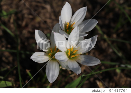 日本の秋の公園に咲く白いゼフィランサスの花 94417764