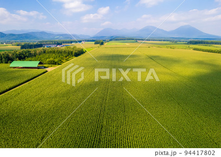 ドローン撮影｜北海道の大地に広がる黄金色に輝くトウモロコシ畑と広大な畑 94417802