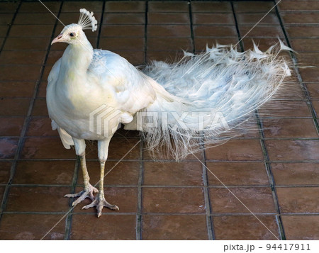White Peacock White Peacock 94417911