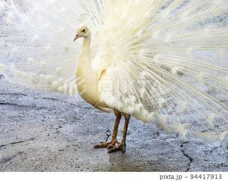 White Peacock 94417913