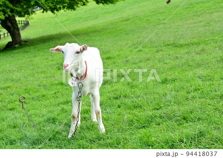 八ヶ岳まきば公園 94418037
