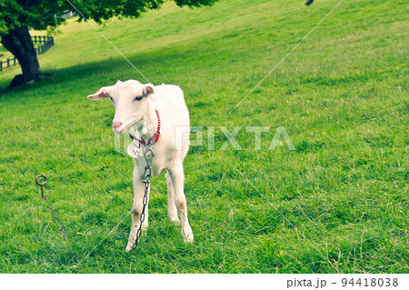 八ヶ岳まきば公園 94418038