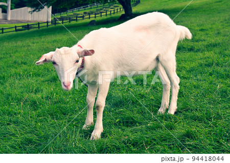 八ヶ岳まきば公園 八ヶ岳まきば公園 94418044