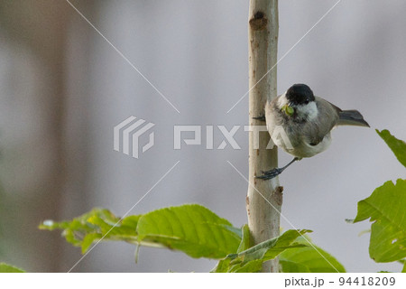 北海道のハシブトガラ 94418209