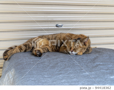 店の軒先で眠る猫 94418362