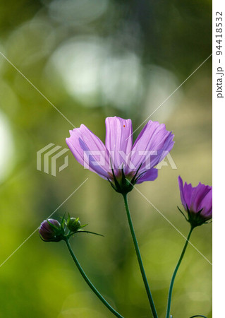 コスモス 94418532