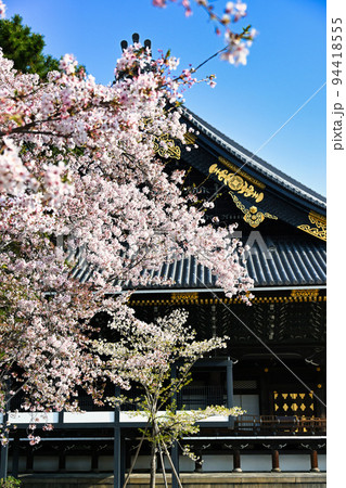 桜と東本願寺2022年 春 桜と東本願寺2022年 春 94418555