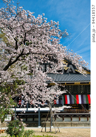 桜と東本願寺2022年　春 94418557