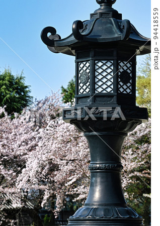 桜と東本願寺2022年　春 94418559