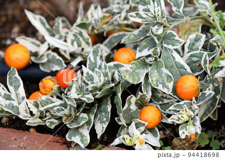 斑入りフユサンゴ スノーサンゴ 斑入りフユサンゴ スノーサンゴ 94418698