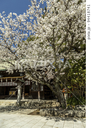 伊勢宮神社の寒桜【長崎県長崎市伊勢町】 伊勢宮神社の寒桜【長崎県長崎市伊勢町】 94418741