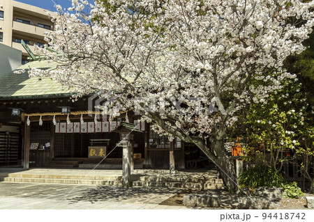 伊勢宮神社の寒桜【長崎県長崎市伊勢町】 伊勢宮神社の寒桜【長崎県長崎市伊勢町】 94418742