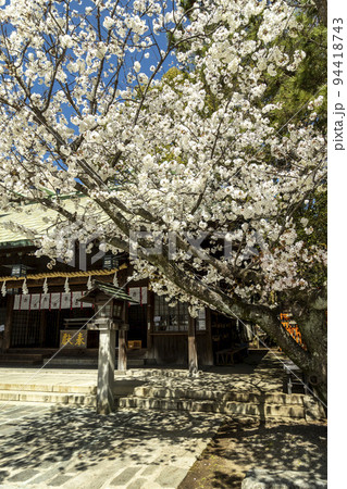 伊勢宮神社の寒桜【長崎県長崎市伊勢町】 伊勢宮神社の寒桜【長崎県長崎市伊勢町】 94418743