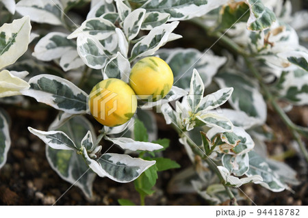 斑入りフユサンゴ　スノーサンゴ　 94418782