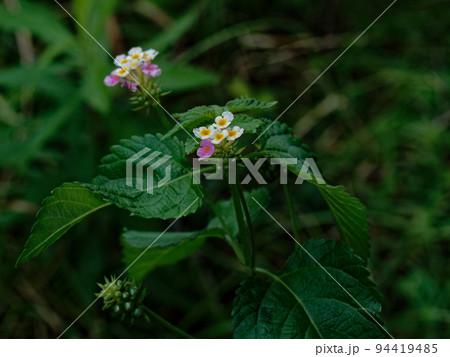 クマツヅラ科ランタナの花 クマツヅラ科ランタナの花 94419485