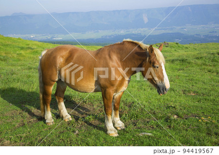 阿蘇の放牧 馬 94419567