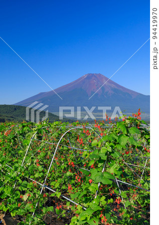 山梨富士山_作物と富士山の風景 山梨富士山_作物と富士山の風景 94419970