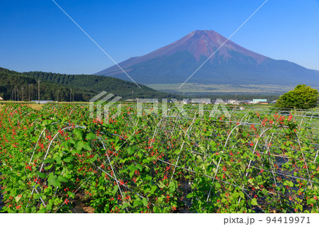 山梨富士山_作物と富士山の風景 山梨富士山_作物と富士山の風景 94419971
