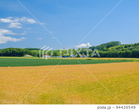 北海道美瑛_小麦畑の風景 北海道美瑛_小麦畑の風景 94420549