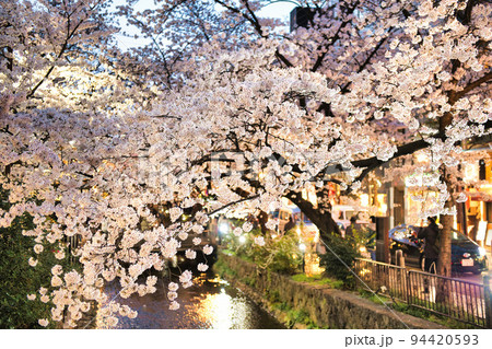 京都木屋町 桜の並木道2022 京都木屋町 桜の並木道2022 94420593