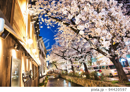 京都木屋町 桜の並木道2022 京都木屋町 桜の並木道2022 94420597