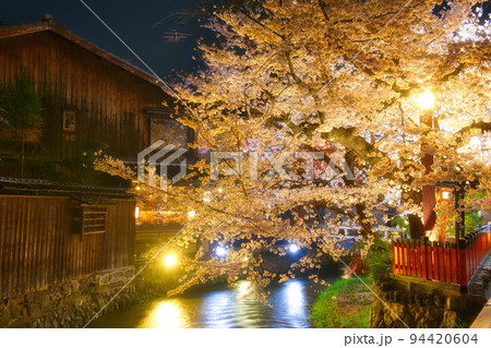 祇園白川の桜2022 祇園白川の桜2022 94420604