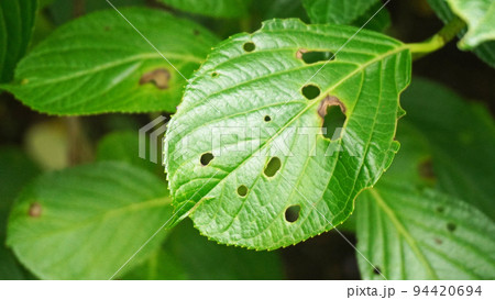 虫に喰われた葉っぱ 94420694