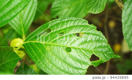 虫に喰われた葉っぱ 虫に喰われた葉っぱ 94420695