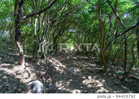 《福岡県》玄海国定公園 糸島トトロの森 糸島市志摩芥屋 《福岡県》玄海国定公園 糸島トトロの森 糸島市志摩芥屋 94420792