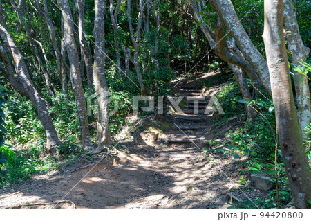 《福岡県》玄海国定公園 糸島トトロの森 糸島市志摩芥屋 《福岡県》玄海国定公園 糸島トトロの森 糸島市志摩芥屋 94420800