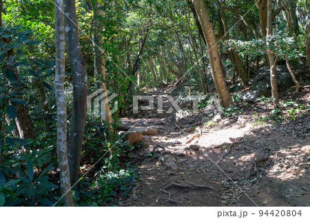 《福岡県》玄海国定公園 糸島トトロの森 糸島市志摩芥屋 《福岡県》玄海国定公園 糸島トトロの森 糸島市志摩芥屋 94420804