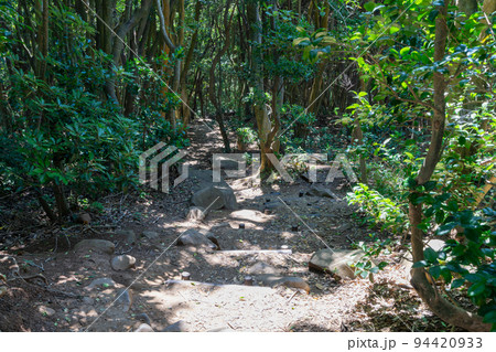 《福岡県》玄海国定公園 糸島トトロの森 糸島市志摩芥屋 《福岡県》玄海国定公園 糸島トトロの森 糸島市志摩芥屋 94420933