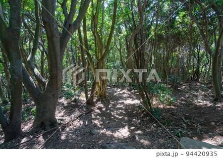《福岡県》玄海国定公園 糸島トトロの森 糸島市志摩芥屋 《福岡県》玄海国定公園 糸島トトロの森 糸島市志摩芥屋 94420935