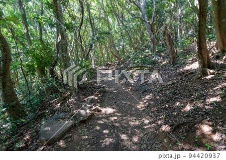 《福岡県》玄海国定公園 糸島トトロの森 糸島市志摩芥屋 94420937